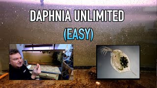 How I Raise Daphnia Water Fleas And You Can Too [upl. by Tonry]