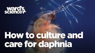 Caring and Culturing for Daphnia [upl. by Puna]