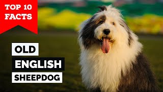 Old English Sheepdog  Top 10 Facts [upl. by Caesaria]