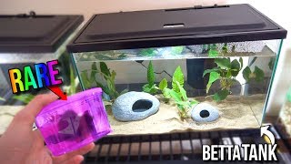 NEW RARE BETTA ONLY FISH TANK AQUARIUM SETUP [upl. by Bullion295]