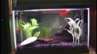 5 Gallon Betta Neon Community Fish Tank [upl. by Grassi]