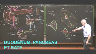 Anatomie du duodénum pancréas et rate Abdomen 2 [upl. by Avera589]