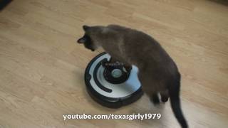 Cat shows HOW TO use iRobot Roomba Vacuum [upl. by Maighdlin]