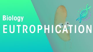 What Is Eutrophication  Agriculture  Biology  FuseSchool [upl. by Rillis]