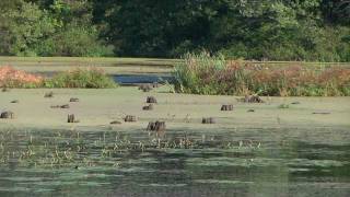 Bloom Teachers Guide  Eutrophication [upl. by Bello]