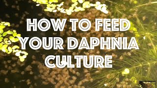 How To Feed Your Daphnia Culture [upl. by Allsun]