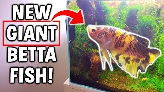 New GIANT Betta Fish Added To Perfect Betta Aquarium [upl. by Huoh]