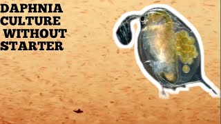 HOW TO CULTURE DAPHNIA NATURALLY WITHOUT A STARTER [upl. by Betthel]