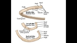 Two Minutes of Anatomy Ribs [upl. by Peterman]