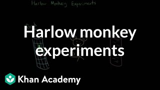 Harlow monkey experiments  Individuals and Society  MCAT  Khan Academy [upl. by Anilec643]