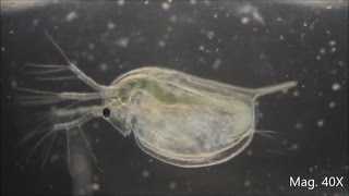 Daphnia magna under the Microscope [upl. by Nauqat872]