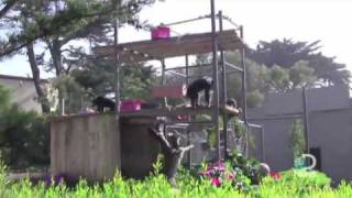 Chimp Goes Crazy Explained [upl. by Atir]