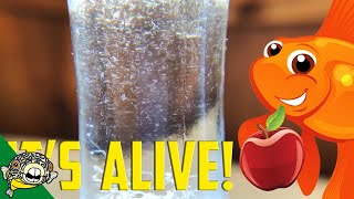 How to culture Vinegar Eels The EASY Way Live Fish Food [upl. by Ahsiuqet]