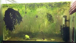 Scuds Daphnia Cherry Shrimp Copepods My aquatic food culture [upl. by Arjun]