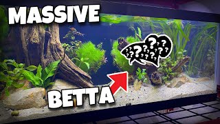 PLANTED Tank For GIANT Betta King Betta [upl. by Selestina]