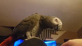 African Grey Parrot Cursing [upl. by Romanas]