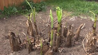 Covering your Hardy Banana  Musa basjoo for the Winter [upl. by Lavud]