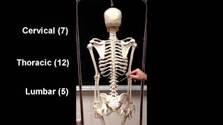 Anatomy of the Axial Skeleton [upl. by Fitalludba425]