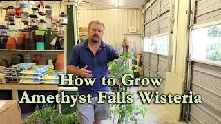 How to grow Amethyst Falls Wisteria with a detailed description [upl. by Sesylu618]