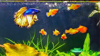 How to Introduce a New Betta to Your Community Tank [upl. by Laeynad942]