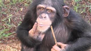 Laboratory Chimpanzee Released to Sanctuary [upl. by Michon]