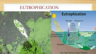 Eutrophication [upl. by Decato]