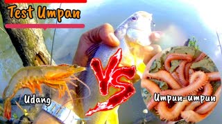 Umpan Udang VS Umpun Umpun [upl. by Tiebold]