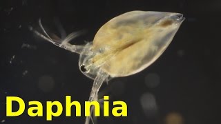 Daphnia [upl. by Dlorrej]