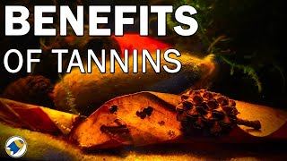 Benefits to Tannins in YOUR Aquarium  What are Tannins in an Aquarium  MR BRIGHTFRYED [upl. by Liatris]