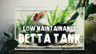 BETTA TANK SETUP  Low Maintenance Aquascape  Step By Step [upl. by Sidney]