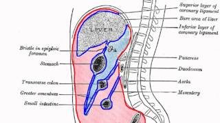 Peritoneal Cavity  Part 1  Anatomy Tutorial [upl. by Berriman954]