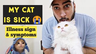 How to tell if your Cat is sick and in pain  Cat sickness sign amp symptoms  Common diseases in Cats [upl. by Ethe]