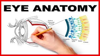 Eye Anatomy and Function  Made Easy [upl. by Rauch]