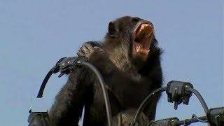 Chimpanzee gets ELECTROCUTED in Japan [upl. by Ytsirk]