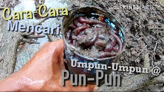 Cara Mencari Pumpun Bakau [upl. by Eenrahc524]