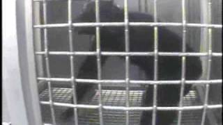 Undercover Footage Chimpanzee Sedation [upl. by Initirb]