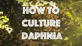 How To Culture Daphnia Magna [upl. by Assetak]