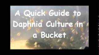 How to culture daphnia outside [upl. by Ping395]