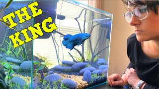 The Perfect KINGGIANT BETTA Aquarium [upl. by Coriss]