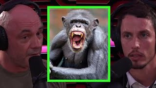 Joe Rogan Talks About Chimp Attacks [upl. by Gottwald]