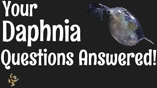 Daphnia Questions Answered [upl. by Rusert]