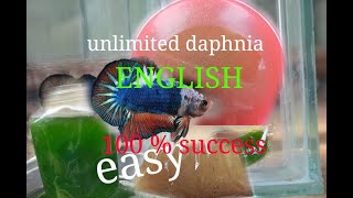 daphnia moina culture Easy way Unlimited production English  with sub Green water Chlorella [upl. by Alohcin]