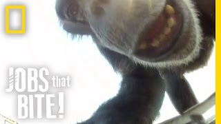 When Chimps Attack  Jobs That Bite [upl. by Jen]