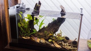 Making a Blackwater Betta Aquarium [upl. by Shaper]