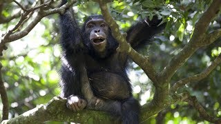 Chimps Team Up to Hunt Monkeys  BBC Earth [upl. by Sheeran]