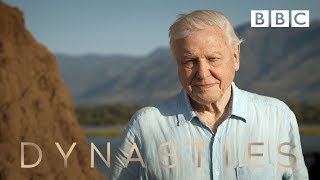 Dynasties Official Trailer 2  New David Attenborough Series  BBC Earth [upl. by Dira]