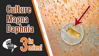 How to culture DAPHNIA MAGNA  The easy way [upl. by Icnarf]