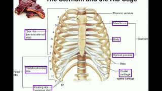 Anatomy  The Sternum Rib Cage amp Vertebrae [upl. by Kalinda]