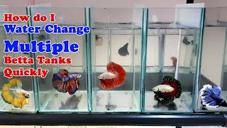 How to Water Change Multiple Betta Tanks Quickly  10 Bettas in 1 tank [upl. by Imarej275]