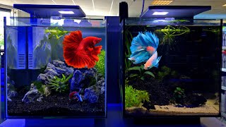 Betta Tank Setup Ideas  Betta Fish Tank Setup [upl. by Ahsikin]